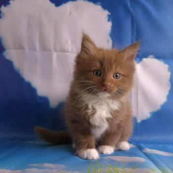 chat Cherubim cinnamon mitted Nox Trycoline’s