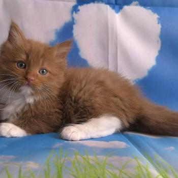 chat Cherubim cinnamon mitted Nox Trycoline’s