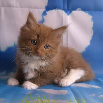 chat Cherubim cinnamon mitted Nox Trycoline’s