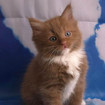 chat Cherubim cinnamon mitted Nox Trycoline’s