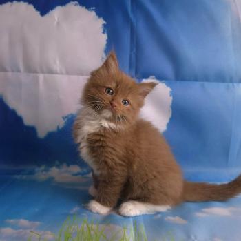 chat Cherubim cinnamon mitted Nox Trycoline’s