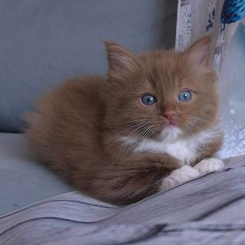 chat Cherubim cinnamon mitted Nox Trycoline’s