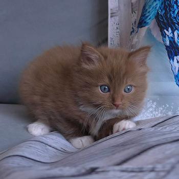 chat Cherubim cinnamon mitted Nox Trycoline’s