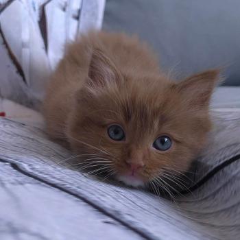 chat Cherubim cinnamon mitted Nox Trycoline’s