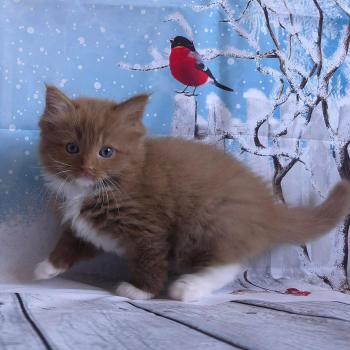 chat Cherubim cinnamon mitted Nox Trycoline’s