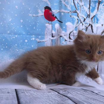 chat Cherubim cinnamon mitted Nox Trycoline’s