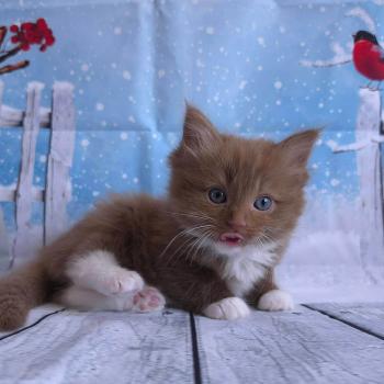 chat Cherubim cinnamon mitted Nox Trycoline’s