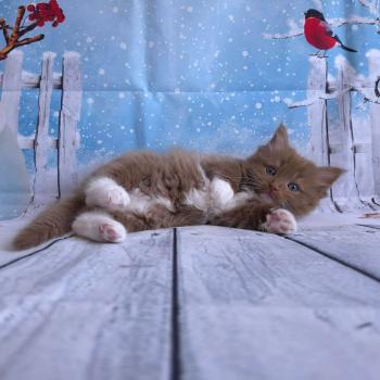 chat Cherubim cinnamon mitted Nox Trycoline’s