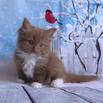 chat Cherubim cinnamon mitted Nox Trycoline’s