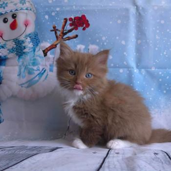 chat Cherubim cinnamon mitted Nox Trycoline’s