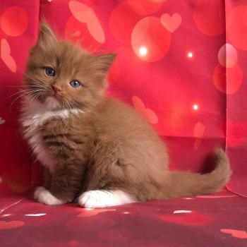 chat Cherubim cinnamon mitted Nox Trycoline’s