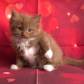 chat Cherubim cinnamon mitted Nox Trycoline’s