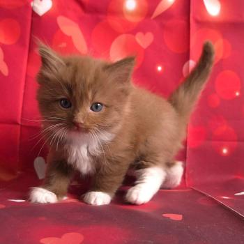 chat Cherubim cinnamon mitted Nox Trycoline’s