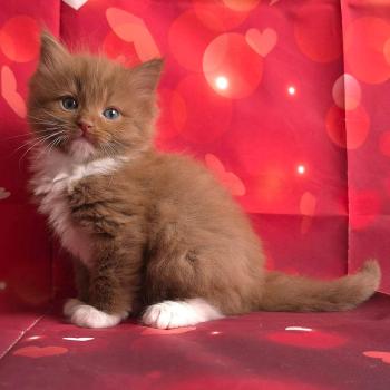 chat Cherubim cinnamon mitted Nox Trycoline’s