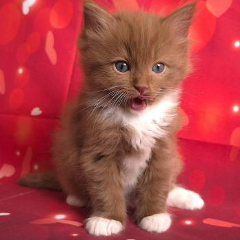 chat Cherubim cinnamon mitted Nox Trycoline’s