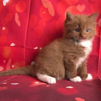chat Cherubim cinnamon mitted Nox Trycoline’s