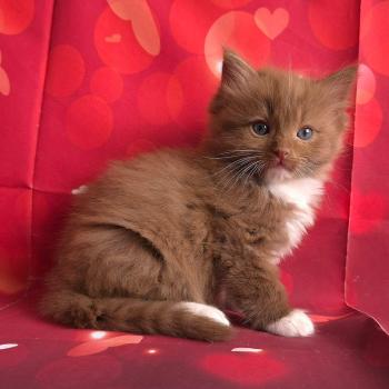 chat Cherubim cinnamon mitted Nox Trycoline’s