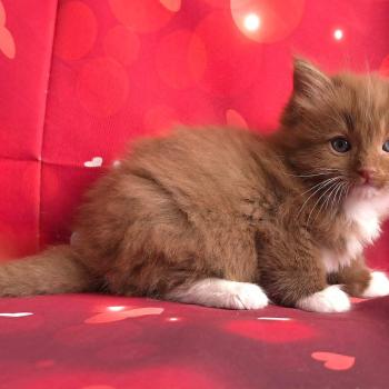 chat Cherubim cinnamon mitted Nox Trycoline’s