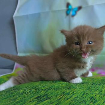 chat Cherubim cinnamon mitted Nox Trycoline’s