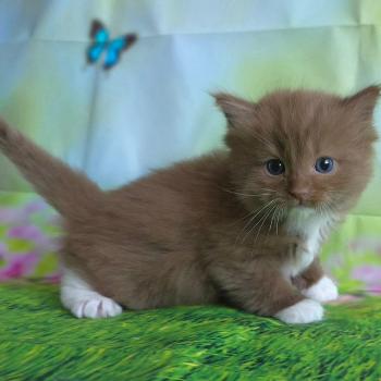 chat Cherubim cinnamon mitted Nox Trycoline’s