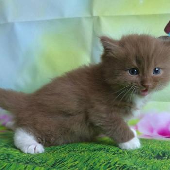 chat Cherubim cinnamon mitted Nox Trycoline’s