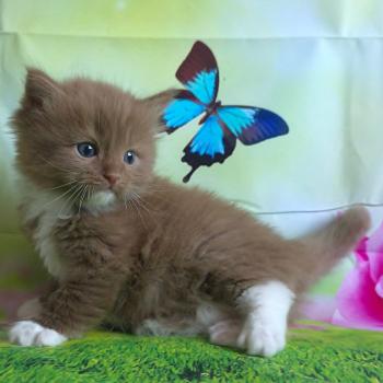 chat Cherubim cinnamon mitted Nox Trycoline’s
