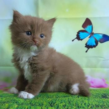 chat Cherubim cinnamon mitted Nox Trycoline’s