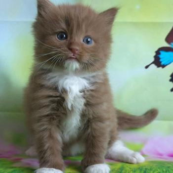 chat Cherubim cinnamon mitted Nox Trycoline’s