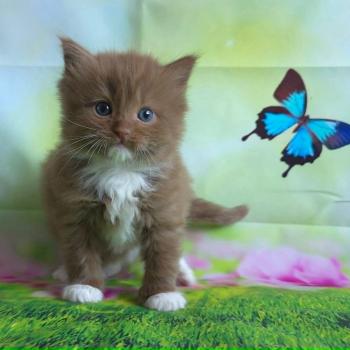 chat Cherubim cinnamon mitted Nox Trycoline’s