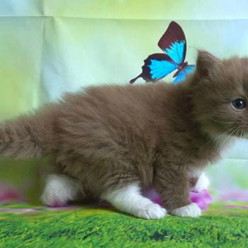 chat Cherubim cinnamon mitted Nox Trycoline’s