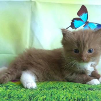 chat Cherubim cinnamon mitted Nox Trycoline’s