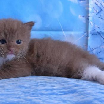 chat Cherubim cinnamon mitted Nox Trycoline’s