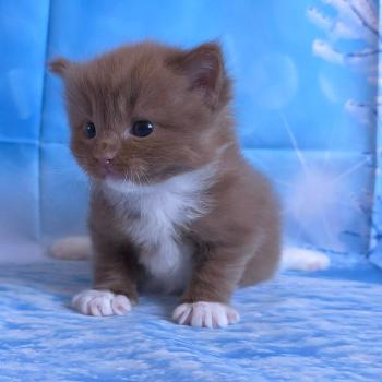 chat Cherubim cinnamon mitted Nox Trycoline’s