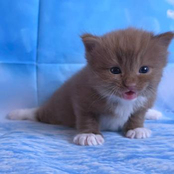 chat Cherubim cinnamon mitted Nox Trycoline’s
