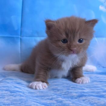 chat Cherubim cinnamon mitted Nox Trycoline’s