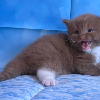 chat Cherubim cinnamon mitted Nox Trycoline’s