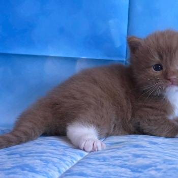 chat Cherubim cinnamon mitted Nox Trycoline’s