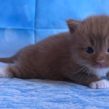 chat Cherubim cinnamon mitted Nox Trycoline’s