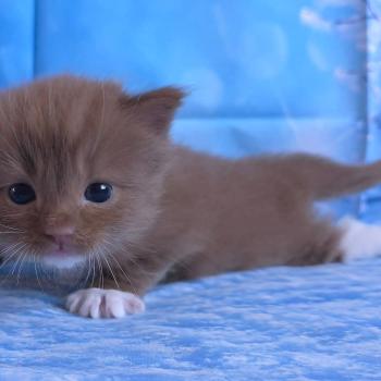chat Cherubim cinnamon mitted Nox Trycoline’s