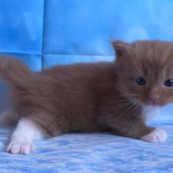 chat Cherubim cinnamon mitted Nox Trycoline’s
