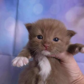 chat Cherubim cinnamon mitted Nox Trycoline’s