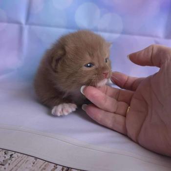 chat Cherubim cinnamon mitted Nox Trycoline’s