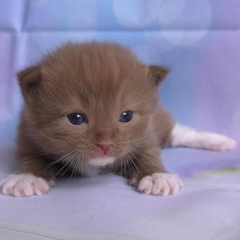 chat Cherubim cinnamon mitted Nox Trycoline’s