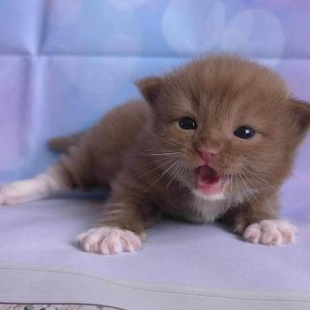 chat Cherubim cinnamon mitted Nox Trycoline’s