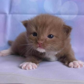 chat Cherubim cinnamon mitted Nox Trycoline’s