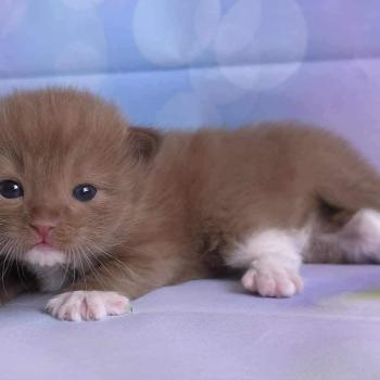 chat Cherubim cinnamon mitted Nox Trycoline’s