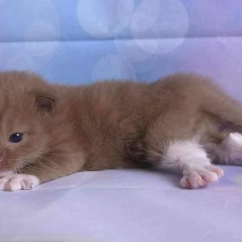 chat Cherubim cinnamon mitted Nox Trycoline’s
