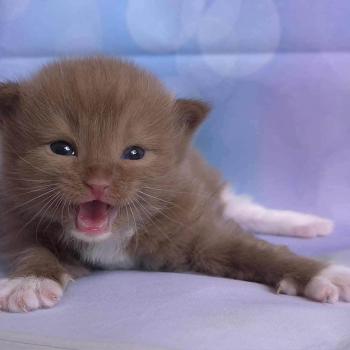 chat Cherubim cinnamon mitted Nox Trycoline’s