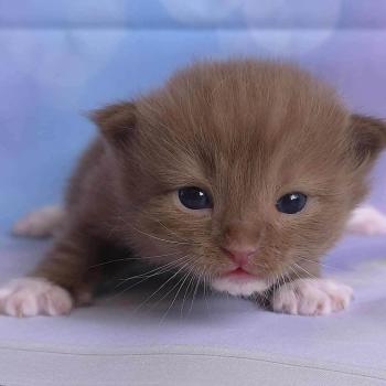 chat Cherubim cinnamon mitted Nox Trycoline’s