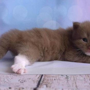 chat Cherubim cinnamon mitted Nox Trycoline’s